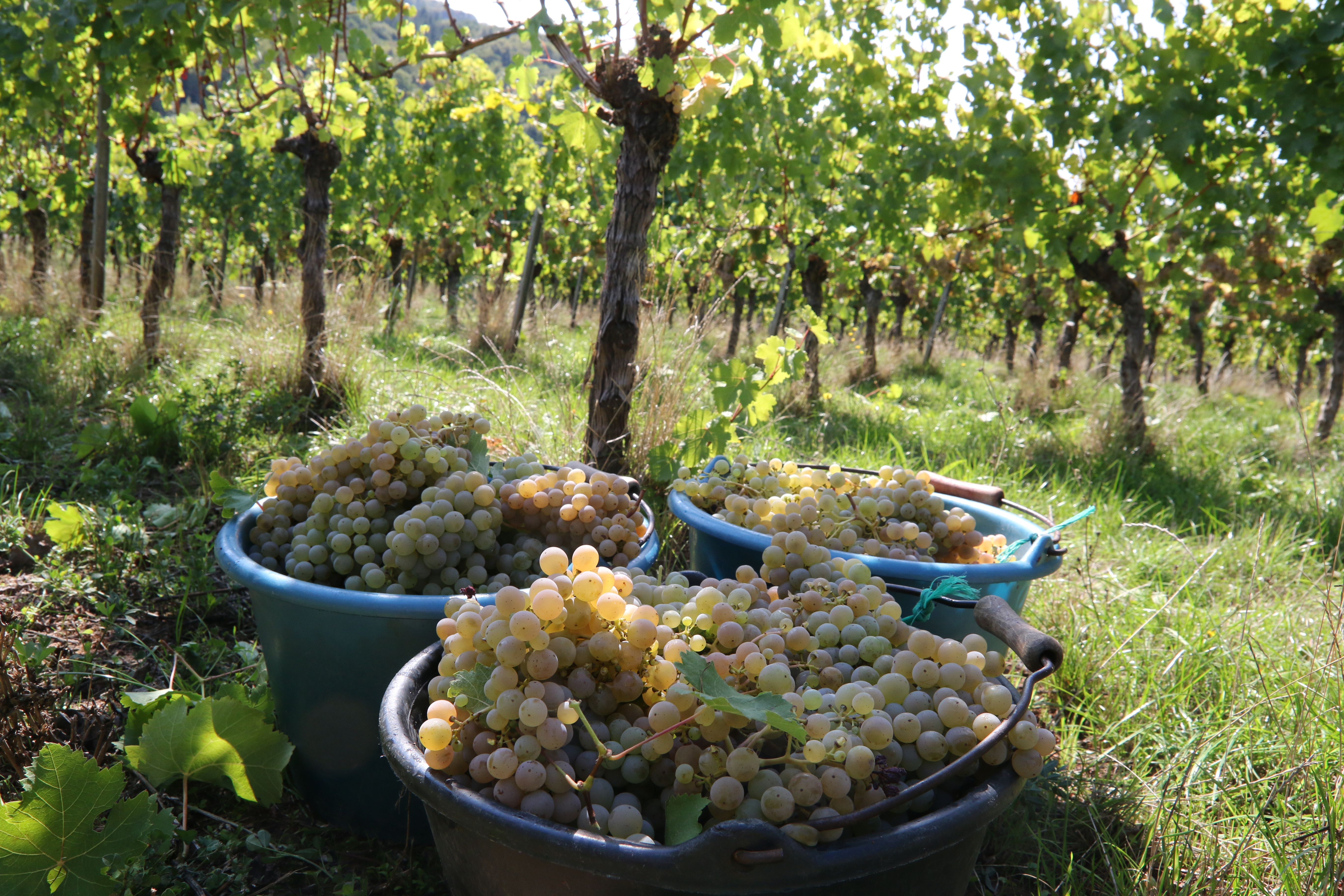 Weinberge Weingut Mach